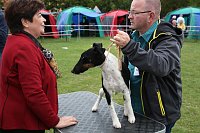 Bild: Hunde auf dem Possen