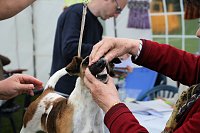 Bild: Hunde auf dem Possen