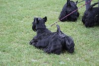 Bild: Hunde auf dem Possen