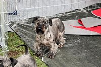 Bild: Hunde auf dem Possen