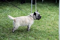 Bild: Hunde auf dem Possen