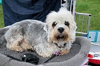 Bild: Hunde auf dem Possen