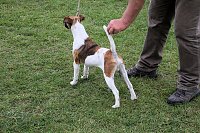 Bild: Hunde auf dem Possen