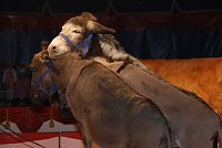 Circus Rolina gastiert in Nordhausen Bild: Circus Rolina gastiert in Nordhausen
