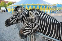 Circus Rolina gastiert in Nordhausen Bild: Circus Rolina gastiert in Nordhausen