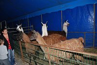 Circus Rolina gastiert in Nordhausen Bild: Circus Rolina gastiert in Nordhausen