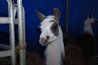 Circus Rolina gastiert in Nordhausen Bild: Circus Rolina gastiert in Nordhausen