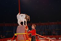 Circus Rolina gastiert in Nordhausen Bild: Circus Rolina gastiert in Nordhausen
