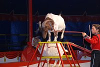 Circus Rolina gastiert in Nordhausen Bild: Circus Rolina gastiert in Nordhausen