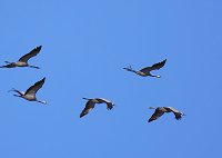 Bild: Die Flugschau ist er&ouml;ffnet