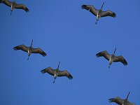 Bild: Die Flugschau ist er&ouml;ffnet