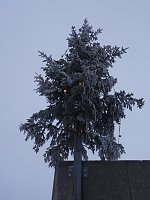 Bild: Richtfest auf Burg Scharfenstein
