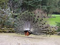 Bild: Fr&uuml;hlingserwachen in der Vogelwelt