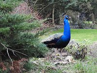 Bild: Fr&uuml;hlingserwachen in der Vogelwelt