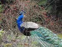 Bild: Fr&uuml;hlingserwachen in der Vogelwelt