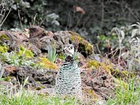 Bild: Fr&uuml;hlingserwachen in der Vogelwelt