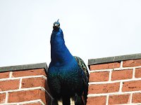 Bild: Fr&uuml;hlingserwachen in der Vogelwelt