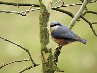 Bild: Fr&uuml;hlingserwachen in der Vogelwelt