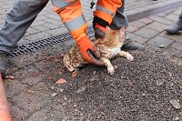 Bild: Katzenrettung