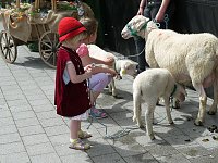 Bild: fest der L&auml;mmerschw&auml;nze