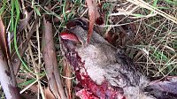 Bild: Grausame Jagd auf K&auml;ngurus