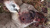 Bild: Grausame Jagd auf K&auml;ngurus
