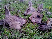 Bild: Grausame Jagd auf K&auml;ngurus