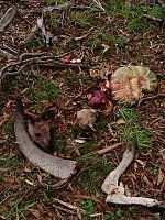 Bild: Grausame Jagd auf K&auml;ngurus