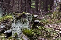 Bild: Wandergr&uuml;&szlig;e aus Rothes&uuml;tte