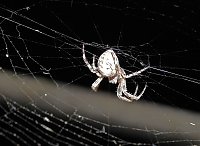 Bild: Spinnen im Mondschein am Goitzsche See