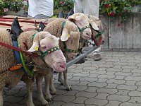 Bild: Eichsfelder Bauernmarkt