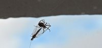 Bild: Der Kampf ums &Uuml;berleben