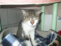 sucht neues Zuhause Bild: sucht neues Zuhause