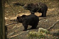 Bild: Heute im B&auml;renpark