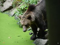 Bild: Spende f&uuml;r den B&auml;renpark
