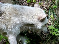 Bild: Ferienaktion Wolfsspur