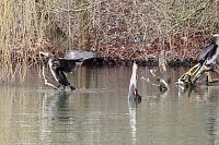 Kormorane in Nordhausen im Stadtpark Bild: Kormorane in Nordhausen im Stadtpark