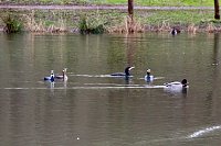 Kormorane in Nordhausen im Stadtpark Bild: Kormorane in Nordhausen im Stadtpark
