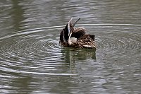 Kein Kormoran - Stockente Bild: Kein Kormoran - Stockente