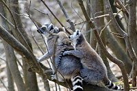 Bild: Besuch im Affenpark Strau&szlig;berg