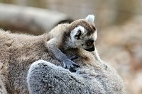 Bild: Besuch im Affenpark Strau&szlig;berg