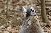 Bild: Besuch im Affenpark Strau&szlig;berg