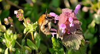 Bild: Summender Fr&uuml;hling 