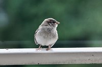 Junger Haussperling auf Entdeckungstour Bild: Junger Haussperling auf Entdeckungstour