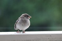 Junger Haussperling auf entdeckungstour Bild: Junger Haussperling auf entdeckungstour