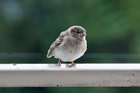 Junger Haussperling auf entdeckungstour Bild: Junger Haussperling auf entdeckungstour