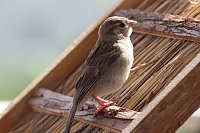 Junger Haussperling auf Entdeckungstour Bild: Junger Haussperling auf Entdeckungstour