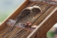 Junger Haussperling auf Entdeckungstour Bild: Junger Haussperling auf Entdeckungstour