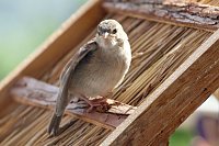 Junger Haussperling auf Entdeckungstour Bild: Junger Haussperling auf Entdeckungstour
