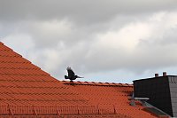Flugübungen einer Krähe Bild: Flugübungen einer Krähe
